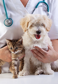 Veterinary holding a dog and a cat