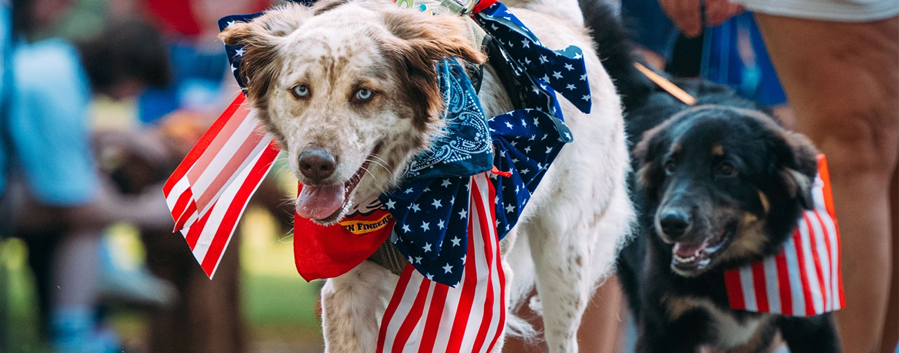 Happy dogs on the 4th of July