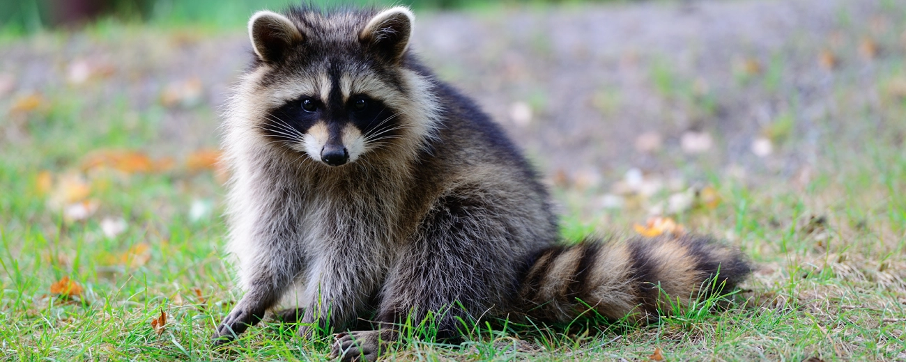 Rabid racoon caught in Bethlehem area