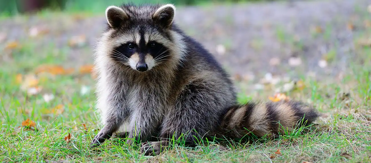Rabid racoon caught in Dacula area