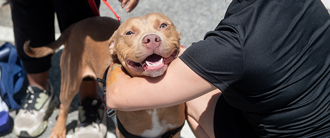 Share your home with a shelter pet in need