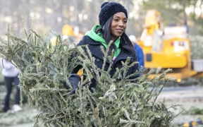 Recycle your live Christmas Tree