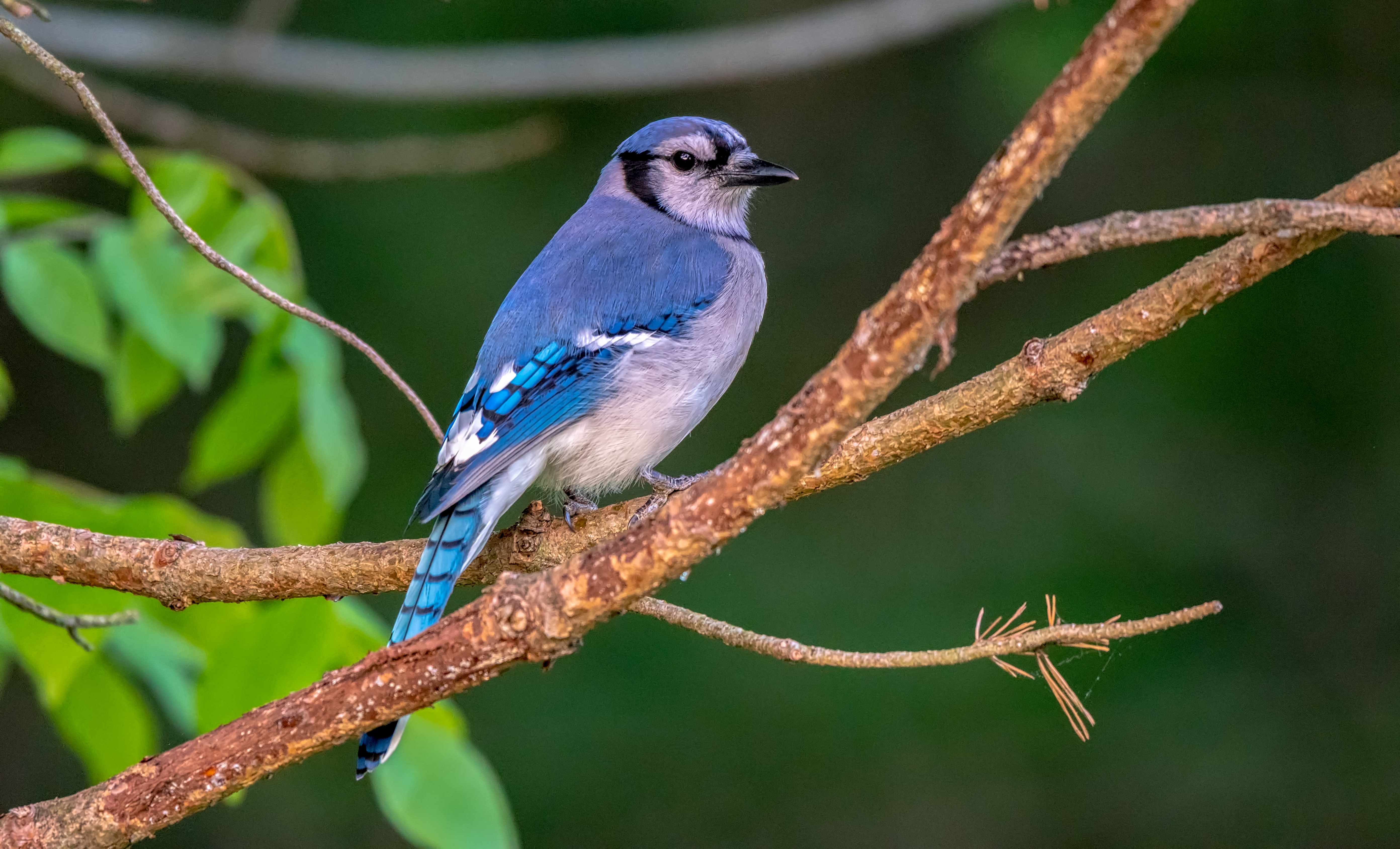 Beauty in nature and preservation