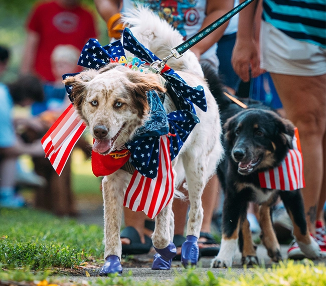 Keep pets safe and calm during fireworks