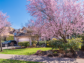 Apply for free tree planting in your front yard