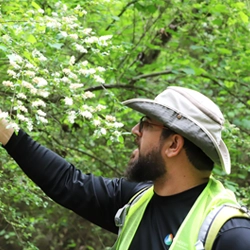 removal of invassive plant