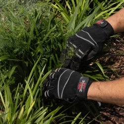 georgia native plant