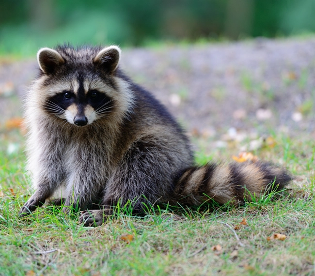 Rabid racoon caught in Bethlehem area