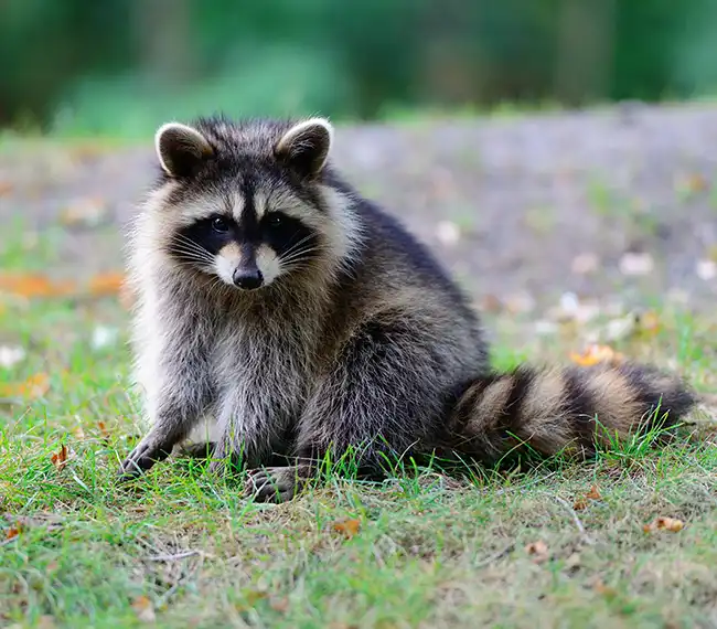 Rabid racoon caught in Dacula area