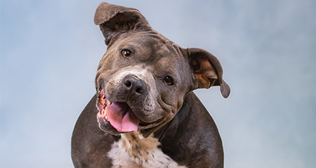 Keep your pets cool!<br>Hot weather safety tips