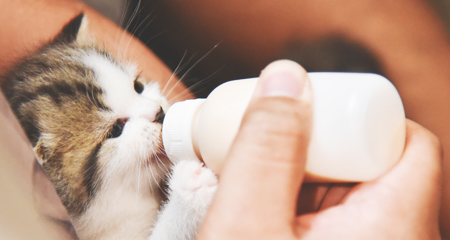 Lend a paw to a pet in need. Become a foster today!