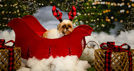 Home for the Pawlidays!<br>Free adoptions in December;<br>Holiday Pet Photos<br> on December 17.