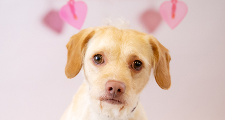 Love is in the air!<br>Love-A-Mutt!<br>Saturday, February 12<br>11:00am – 4:00pm
