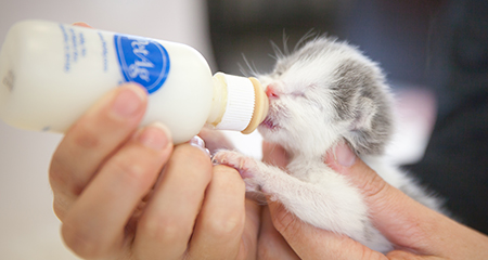 FREE! Join us for<br>Purrs & Paws Kitten Shower<br>Saturday, April 6<br>11:00am –1:00pm