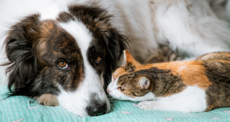 Help a pet in need.<br>Adopt or foster today!