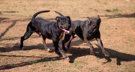 Bring your pets for Monday Yappy Hour, a free monthly evening event.