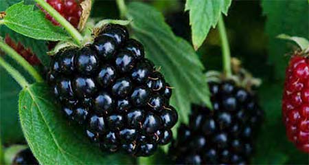 Plant Sale Fundraiser offers a variety of fruits and ornamentals.