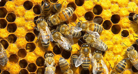 Honeybees 101 <br> Learn about beekeeping in this two-part series with a webinar and workshop in June.