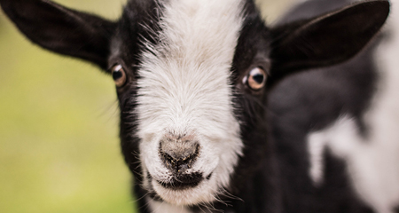 Farm Friends | All ages <br> Explore life on the farm at the Big Red Barn, open September 14 – 24 during the Gwinnett County Fair.