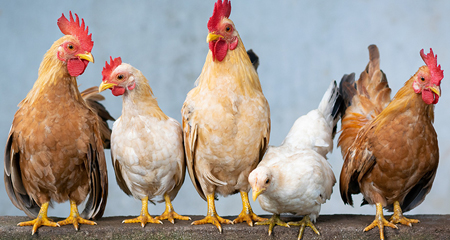 Chickens 101 <br> Learn about backyard chickens in this free virtual program on February 15.