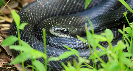 In the Garden<br>Free virtual series<br>March 7 | All ages<br>Benefits of Snakes