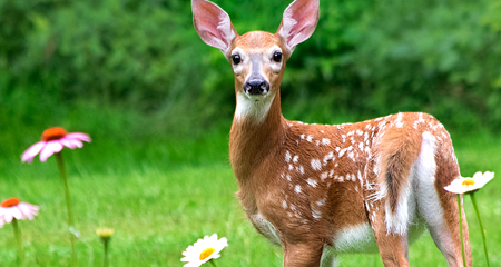 Wildlife Issues<br>Free virtual series<br>October 5 | All ages<br>Learn how to outsmart<br>uninvited guests.