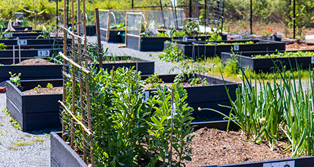 Calling all gardeners!<br>Apply for a community garden plot.