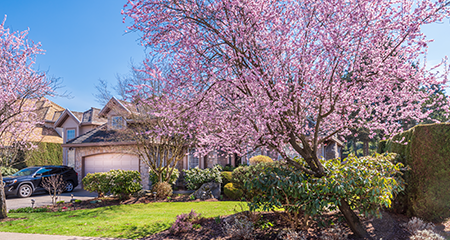 Explore the Front Yard Tree Program!