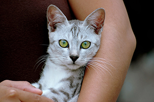 White cat with green eyes