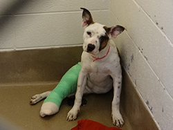 Dog in leg cast
