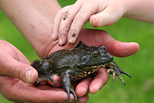 Kids petting a Frog