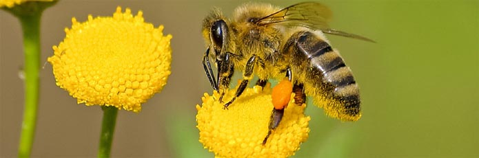 Bee on Sun Flower