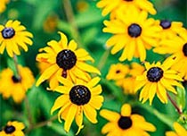 Black Eyed Susan Flower