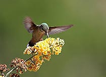 Humming Bird