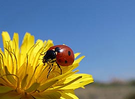 Lady Bug