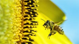 Sun Flower Bee