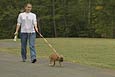 Person walking a small, brown dog on a leash