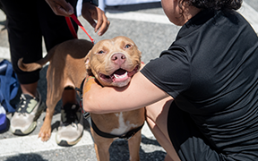 Save a life by fostering a shelter pet!